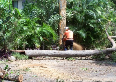 A tree expert cutting down a tree with a chainsaw