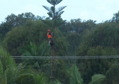 A tree expert trimming a tree