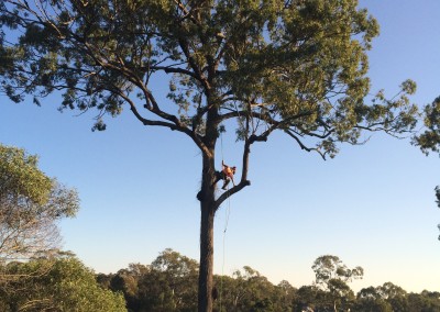 A tree expert carefully climbing a tree
