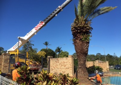 Tree experts preparing to remove a Canary Date Palm tree