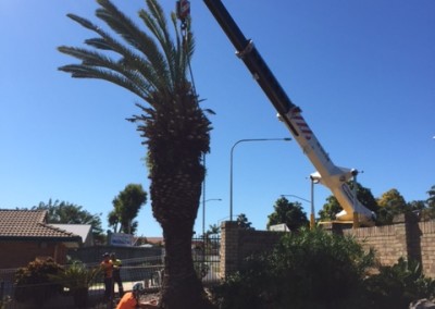 Tree experts preparing to remove a Canary Date Palm tree