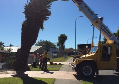 Tree experts removing a Canary Date Palm tree