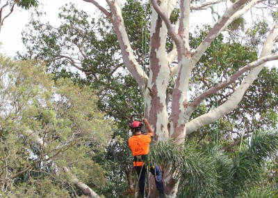 Gum tree maintenance