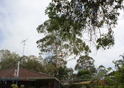 Team of tree experts maintaining a gum tree